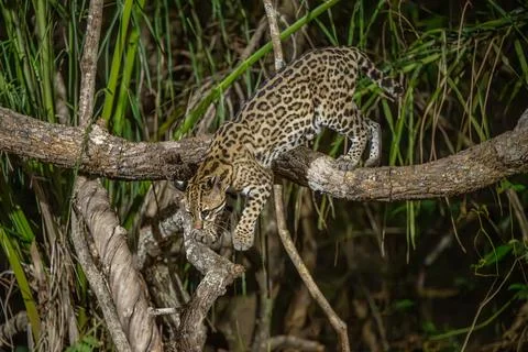 Ocelot climbing down from a branch Stock Photos