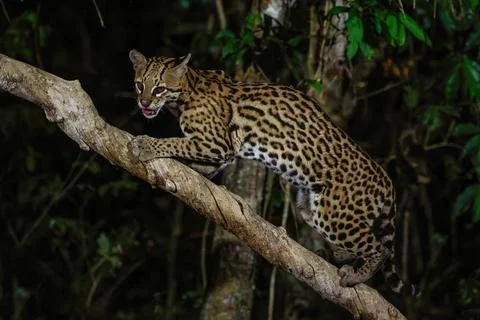 OCELOT COMP Stock Photos