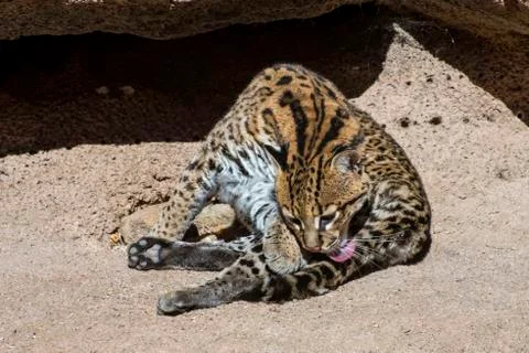 Ocelot Curled on a Rocky Ledge while Grooming Stock Photos