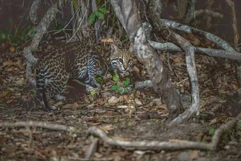 Ocelot exploring the jungle floor Stock Photos