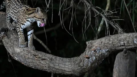 Ocelot in the forest,  Leopardus pardalis, walks, rain forest, night, on a tree Stock Footage 340390185