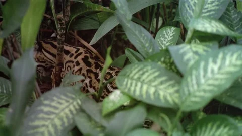 Ocelot in jungle Stock Footage 163170214