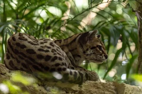 The ocelot in the jungle Foto stock