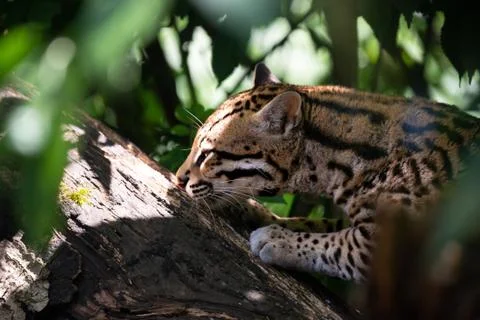 Ocelot in jungle tree branches Stock Photos