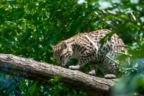 Ocelot in jungle tree branches Stock Photos