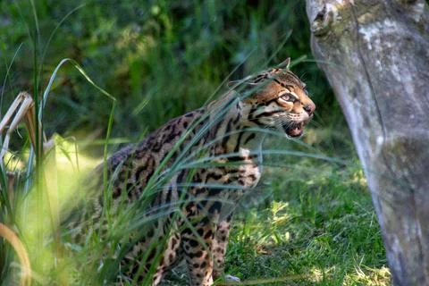 Ocelot (Leopardus pardalis) in Central and South America Stock Photos