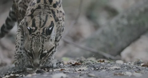 The ocelot (Leopardus pardalis) Stock Footage 100515797