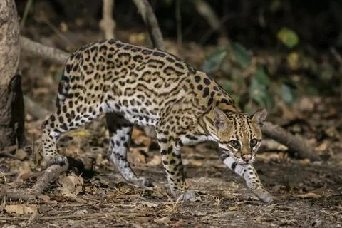 Ocelot (Leopardus pardalis) on the ground at night in the Pantanal Stock Photos