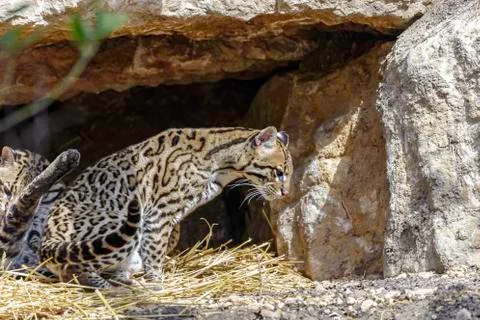 Ocelot, Leopardus pardalis Stock Photos