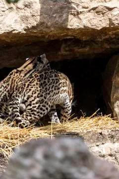 Ocelot, Leopardus pardalis Stock Photos