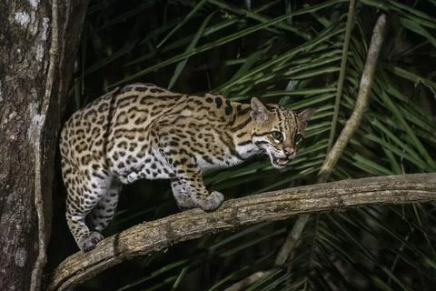 Ocelot (Leopardus pardalis) on tree branch at night in the Pantanal Stock Photos