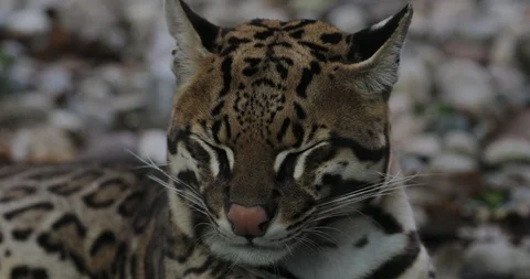 The ocelot lying down Stock Footage 97827610