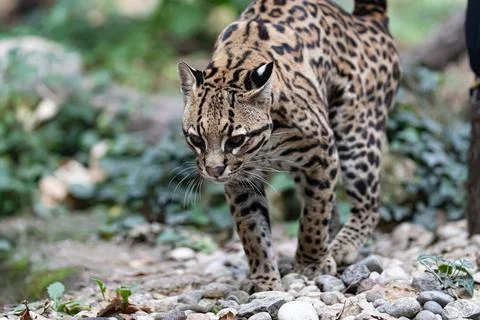 Ocelot Moving Elegantly Over Pebbled Path Stock Photos