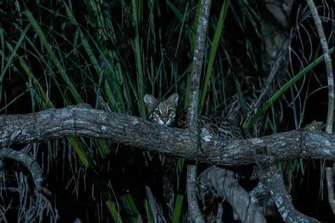 Ocelot peering from behind tree branches 스톡 사진