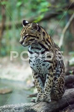 Ocelot, portrait of a small seated cat Stock Photos