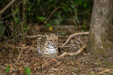 Ocelot at rest on the ground Stock Photos