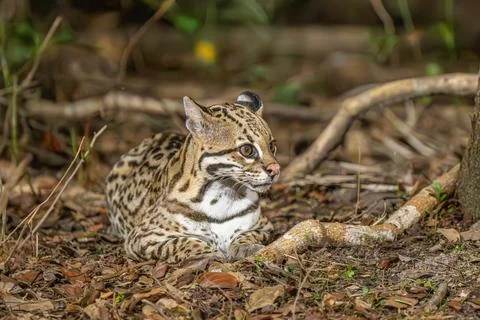 Ocelot at rest on the ground Stock Photos