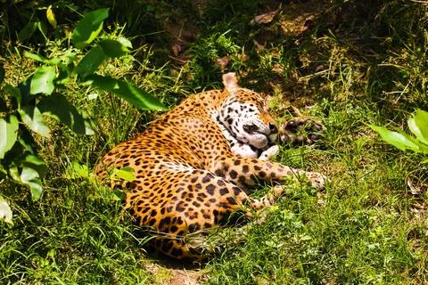 Ocelot resting on the grass. 스톡 사진