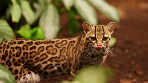 Ocelot Slow Motion Walking in the Forest Video stock 329845077