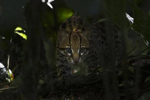 Ocelot Stalking 스톡 사진