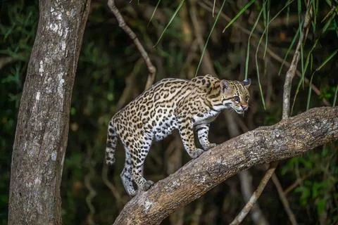 Ocelot in a tree in the Pantanl Stock Photos