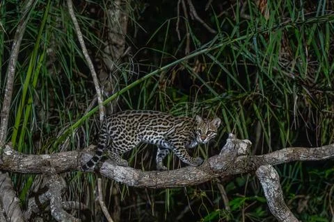 Ocelot walking along a tree trunk at night Stock Photos