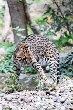 Ocelot Walking on Pebbles in the Jungle Stock Photos