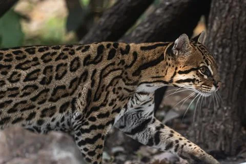 Ocelot Walking Stock Photos