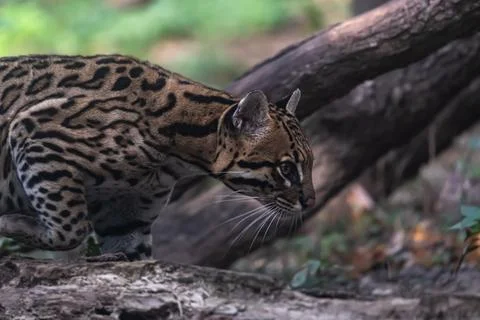 Ocelot Walking Stock Photos