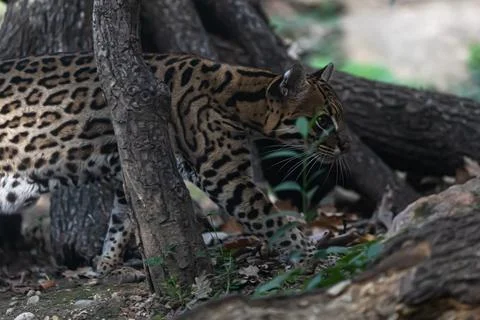 Ocelot Walking Stock Photos