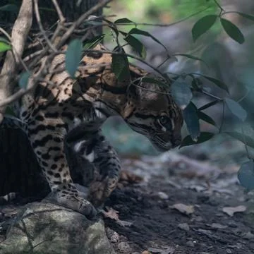 Ocelot Walking Stock Photos
