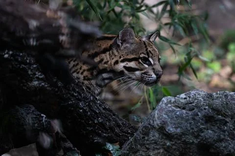Ocelot Walking Stock Photos