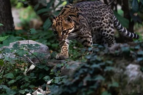 Ocelot Walking Stock Photos