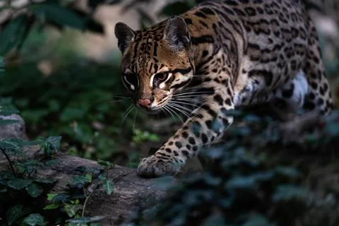 Ocelot Walking Stock Photos