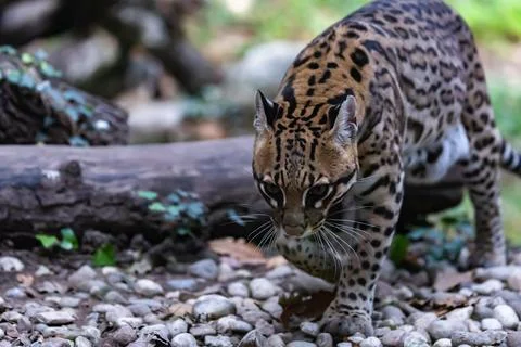 Ocelot Walking Stock Photos