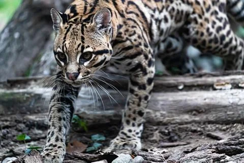 Ocelot Walking Stock Photos