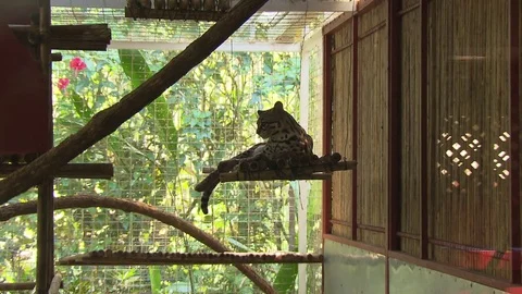 Ocelot Wild in Zoo Video stock 73291166