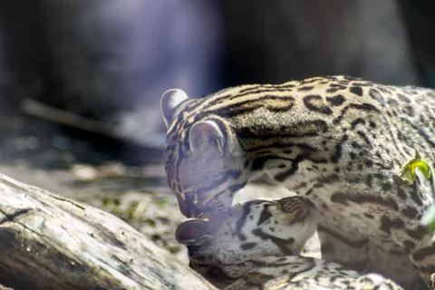 Ocelot on zoo Stock Photos