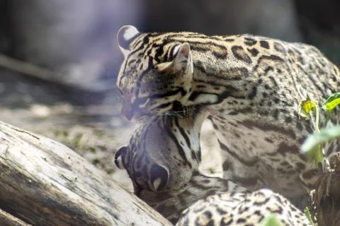 Ocelot on zoo Stock Photos