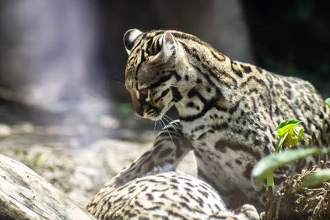 Ocelot on zoo Stock Photos