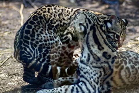 Ocelot on zoo Stock Photos