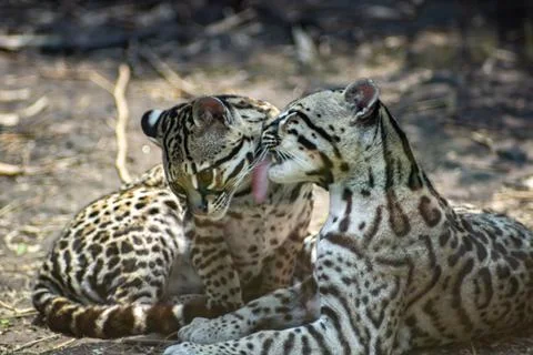 Ocelot on zoo Stock Photos