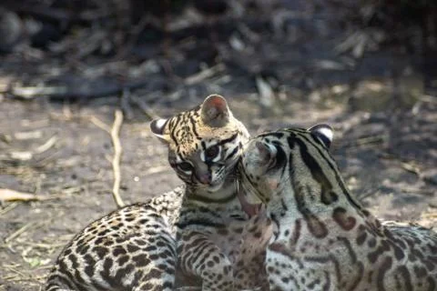 Ocelot on zoo Stock Photos
