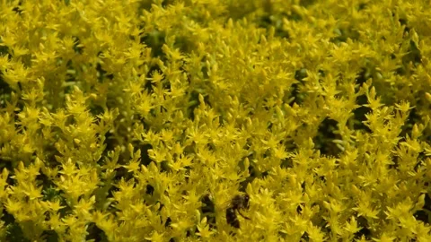 Ochitok ordinary, sedum, in full bloom Stock Footage 244532201