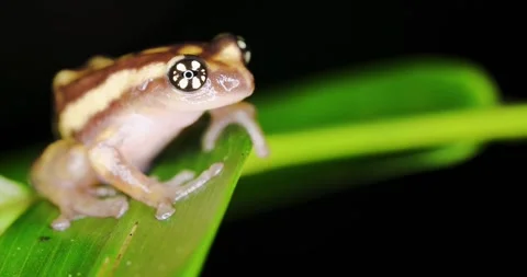 Ochlandra shrub frog Stock Footage 336675951