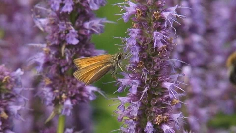 Ochlodes sylvanus, large skipper butterfly on agastache foeniculum Stock-Footage 106195384