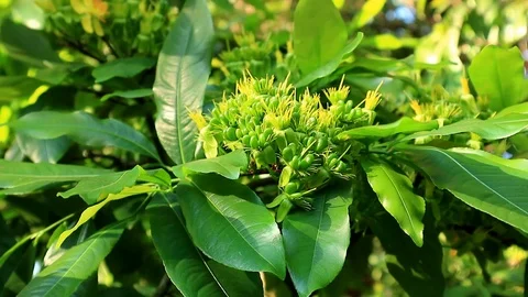 Ochna integerrima are producing their seeds. Ochna integerrima in a  sunny day. Stock-Footage 103778214