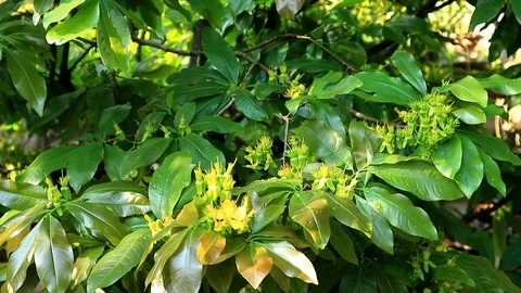 Ochna integerrima are producing their seeds. Ochna integerrima in a  sunny day. Stock-Footage 103778287