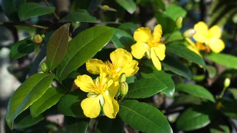 Ochna integerrima blooming on a tree Stock Footage 272588913