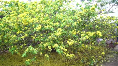 Ochna integerrima flower blooming in garden on outskirts Stock Footage 141722586
